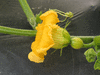 Cucurbita maxima Mammoth gold; fleurs-F