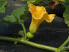 Cucurbita maxima Jarrahdale; fleurs-F