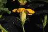 Cucurbita maxima Jarrahdale; fleurs-M