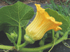 Cucurbita maxima Giraumon turban; fleurs-F