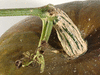 Cucurbita maxima Vert d'Espagne; pedoncules