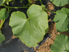 Cucurbita maxima Burgess strain buttercup; feuilles