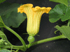 Cucurbita maxima Burgess strain buttercup; fleurs-F