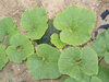 Cucurbita maxima Buen Gusto (de Horno); feuilles