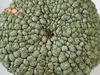 Cucurbita maxima Buen Gusto (de Horno); ombilics