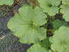 Cucurbita maxima Zapallo macre; feuilles