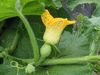Cucurbita maxima Citron fourrager; fleurs-F