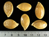 Cucurbita maxima Citron fourrager; graines