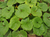 Cucurbita maxima Valenciano; feuilles