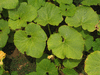 Cucurbita maxima Zapallo grande de Guarda; feuilles