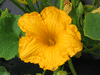 Cucurbita maxima Golden hubbard; fleurs-M