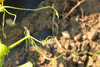 Cucurbita maxima Golden hubbard; vrilles