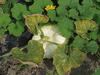 Cucurbita maxima Flat white boer; fruits