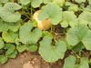 Cucurbita maxima Giraumon galeux d'Eysines; feuilles
