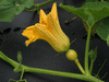 Cucurbita maxima Potimarron; fleurs-F