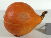 Cucurbita maxima Potimarron; fruits