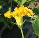 Cucurbita maxima Potimarron golden delicious; fleurs-M