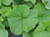 Cucurbita maxima Géante standard; feuilles