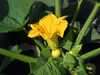 Cucurbita maxima Golden nugget; fleurs-F