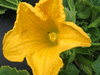 Cucurbita maxima Golden nugget; fleurs-F