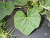 Cucurbita maxima Moranga esposiçao; feuilles