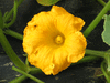 Cucurbita maxima Potiron jaune gros de Paris; fleurs-M