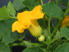 Cucurbita maxima F1 Ambercup; fleurs-F