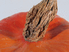 Cucurbita maxima F1 Ambercup; pedoncules