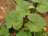 Cucurbita maxima Hubbard Chicago Warted; feuilles