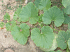 Cucurbita maxima Kiszombori; feuilles