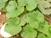 Cucurbita maxima Mayo blusher; feuilles