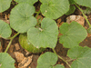 Cucurbita maxima Moranga coroa; feuilles