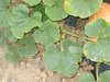 Cucurbita maxima Navajo hubbard; feuilles