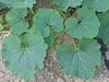 Cucurbita maxima F1 Yukigeshow; feuilles