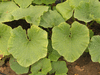 Cucurbita maxima Sibley; feuilles