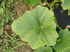 Cucurbita maxima Hopi orange; feuilles