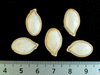 Cucurbita maxima Hopi white; graines