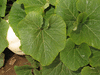 Cucurbita maxima Hopi white; feuilles