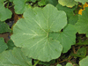 Cucurbita maxima Chesnut; feuilles