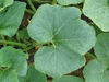 Cucurbita maxima Zipinki campana; feuilles