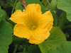 Cucurbita maxima Whangaparoa; fleurs-M