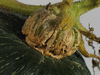 Cucurbita maxima Kabosha ou Hokkaïdo; pedoncules