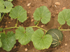 Cucurbita maxima Kabosha ou Hokkaïdo; feuilles