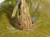 Cucurbita maxima Giraumon turban plat; pedoncules