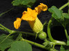 Cucurbita maxima Libra; fleurs-F