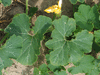 Cucurbita maxima Libra; feuilles