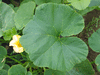 Cucurbita maxima Yakima Marblehead; feuilles