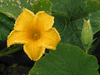 Cucurbita maxima Friedrich Nietzsche; fleurs-M