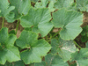 Cucurbita maxima Sweet keeper; feuilles