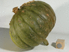 Cucurbita maxima Indian pumpkin; fruits
